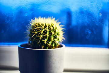 a small cactus on the windowsill