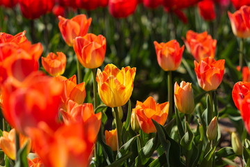 Obraz na płótnie Canvas Orange tulips in a flower bed. Spring flower background. Tulips in the sunlight.