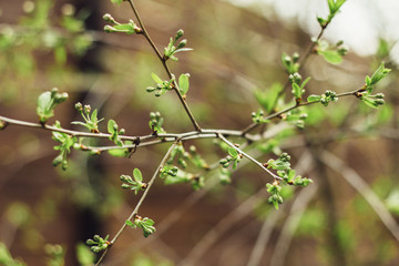 Leaves bloom
