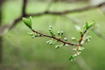 Leaves bloom
