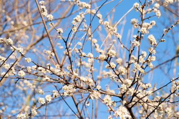 white wild cherry flowers on a tree