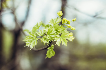 Maple leaves bloom