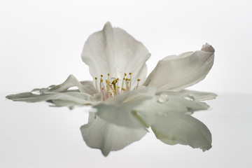 A blossom flower in water with a reflection on minimalist bright background