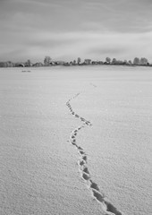 Black and white winter picture of russian nature