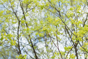 Maple leaves bloom