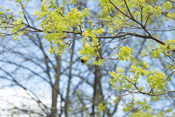 Maple leaves bloom