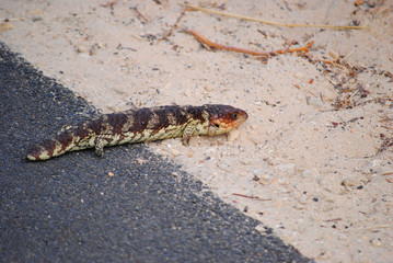 Tiliqua rugosa in Western Australia (better known as 