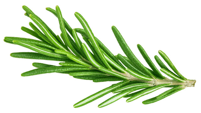 rosemary isolated on white background, clipping path, full depth of field