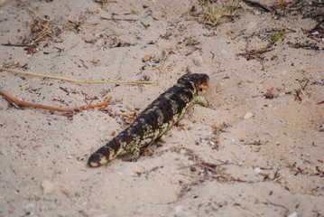 Tiliqua rugosa in Western Australia (better known as 