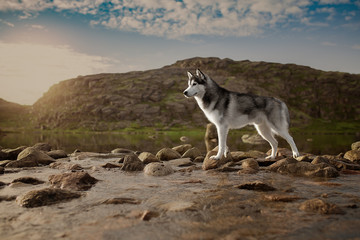 dog breed Siberian husky stand on the rocks on the beach.Teriberka
