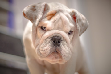 Bulldog cachorro