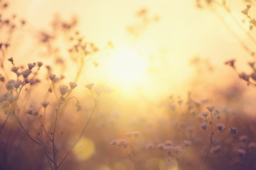 Nature backdrop. Beautiful Meadow with wild flowers over sunset sky. Beauty nature field background with sun flare. Easter nature backdrop. Bokeh, Silhouettes of wild grass and flowers - obrazy, fototapety, plakaty