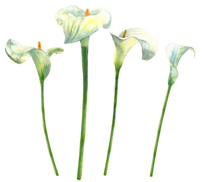 Calla lilies watercolor hand-painted botanical illustration isolated on white