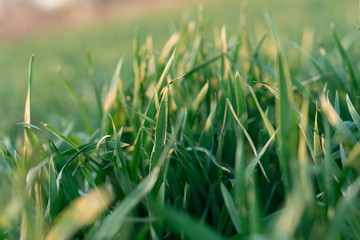 green grass shimmers in the sun