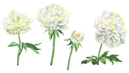 White peonies hand-painted watercolor botanical illustration isolated on white