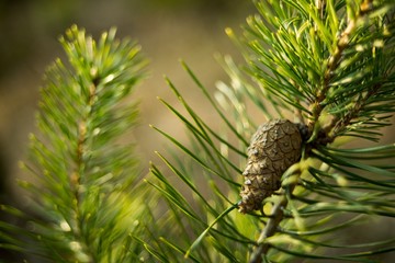 Obraz premium Green pine needles twig with pine cone close-up on nature background.