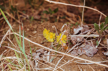 yellow spring flowers on sandy soil,flowers mother and stepmother in spring,spring yellow primroses in a clearing