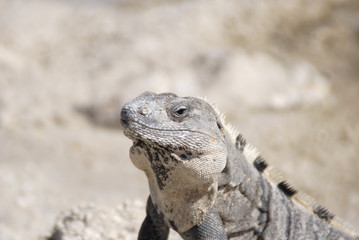 iguana on a rock
