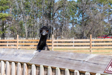 The head of a large black emu poking out from over the top of a wooden fence in Bluebird Gap Farm...