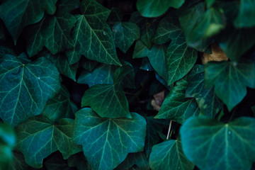 green © SENKI