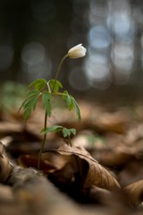 new life in spring