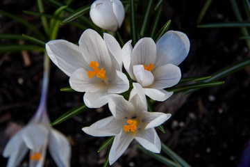 white crocus flowers