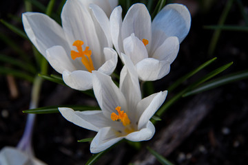 Fototapeta na wymiar white crocus flowers