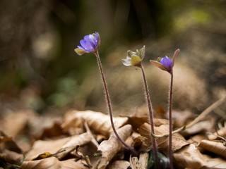 hepatica nobilis - hardy perennial, blooming early in spring with blue and lilac flowers