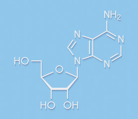 Fototapeta premium Adenosine (Ado) purine nucleoside molecule. Important component of ATP, ADP, cAMP and RNA. Also used as drug. Skeletal formula.