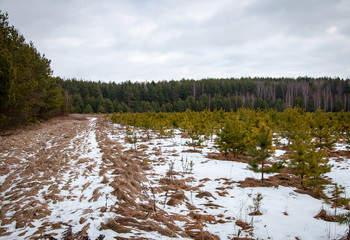 Early spring in the forest - snow and water