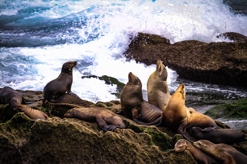Sealion