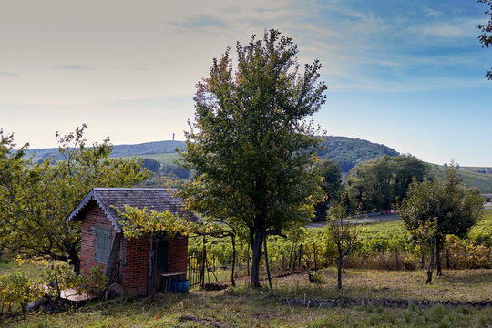 View of Grapevine Field with Hut, trees and hills. Sancere, Loire Valley, France