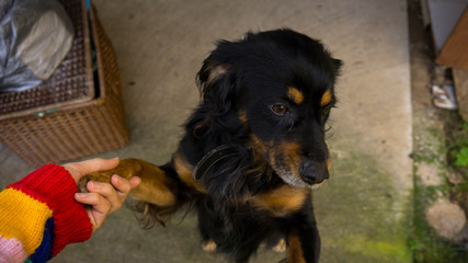 Loving dog tender and deep eyes