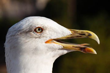 L'uccello
-A close-up of a bird on the Roman Forum-
