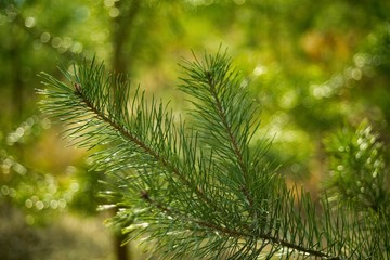 Green pine needles twig close-up on nature background.