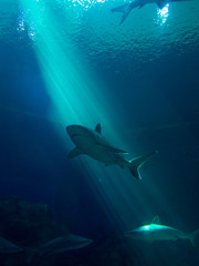 Obraz na płótnie Canvas Shark in water