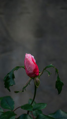 Spring and pink rose wakes up