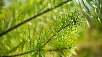 Green pine needles twig close-up on nature background.