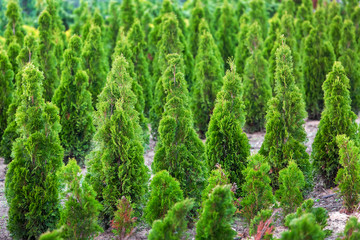 Thuja seedling garden growing in rows, ornamental plants for landscape design.