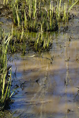 Water nature reflexions of plants during spring
