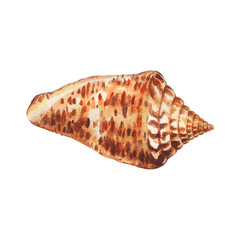 Illustrations of underwater life objects - orange sea shell, marine design. Watercolor hand drawn painting illustration isolated on white background.