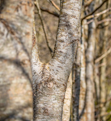 Naklejka premium Birch Tree In the wild