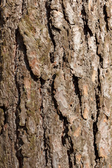 Pine bark texture