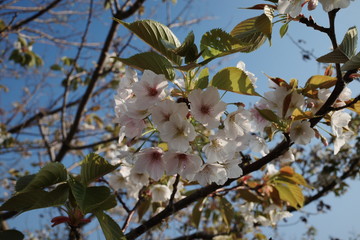 美しい日本の春の桜
