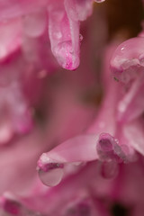 water drops on pink flower