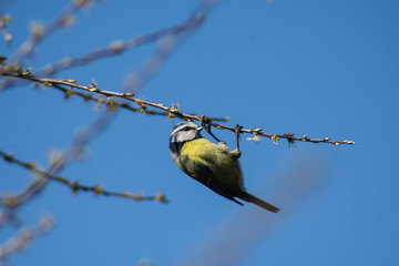 blue tit bird on branch