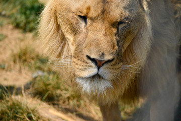 Gros plan d'une lion avec une belle crinière en été avec un beau regard calme