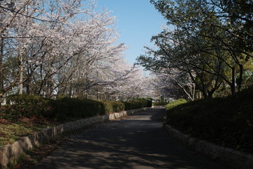 Obraz premium 美しい日本の春の桜