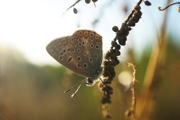 Nahansicht eines Schmetterlings - Bläuling