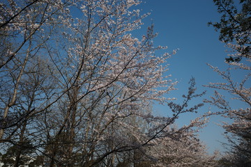 日本の春の美しい桜